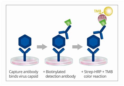 adam xpress elisa kit|Human .